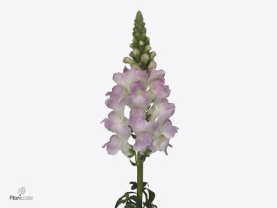 Antirrhinum majus 'Legend Light Lavender'