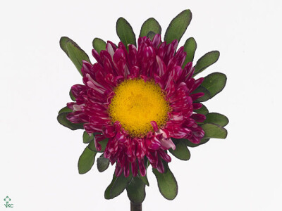 Callistephus chinensis 'Matsumoto Red Striped'