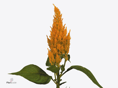 Celosia argentea (Plumosa Grp) 'Century Geel'