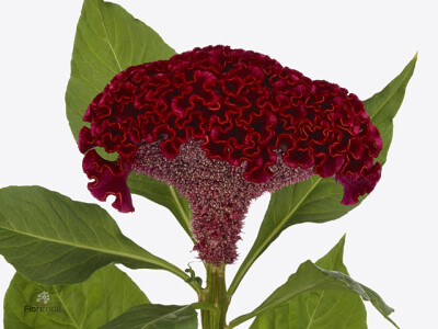 Celosia argentea (Cristata Grp) Neo Red