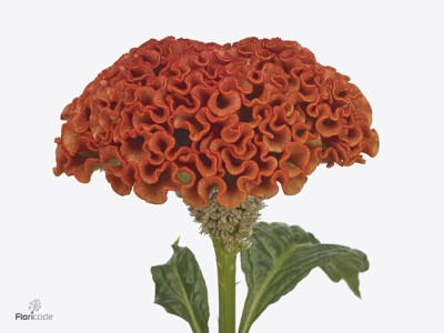 Celosia argentea (Cristata Grp) 'Reprise Orange'