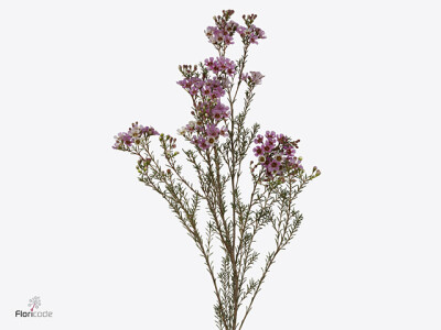 Chamelaucium megalopetalum Sexy Gem