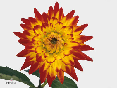 Dahlia (Semi-Cactus Grp) Aloha