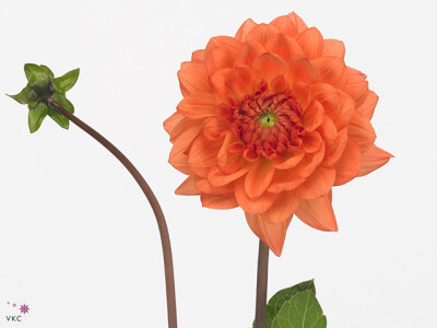 Dahlia (Decorative Grp) 'Ariko Zsaza'