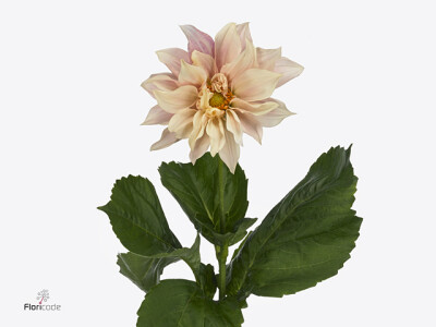 Dahlia (Decorative Grp) 'CafÃ© au Lait'