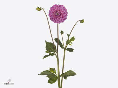 Dahlia (Ball Grp) 'Sweet Fabienne'