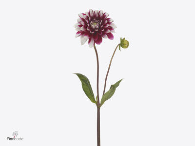 Dahlia (Waterlily Grp) 'Fiorentina'