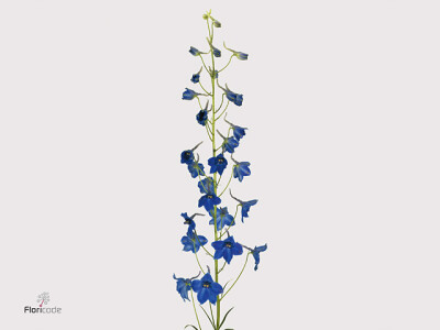 Delphinium enkelbloemig (Belladonna Grp) 'VÃ¶lkerfrieden'