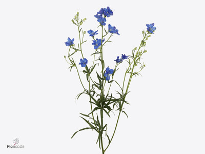 Delphinium enkelbloemig grandiflorum 'Energy Blue'