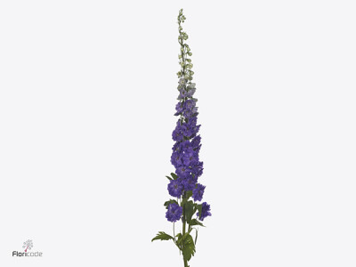 Delphinium (Elatum Grp) Devo Purple Heart