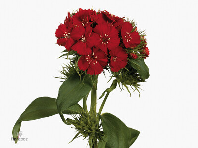 Dianthus barbatus Barbarella Scharlaken
