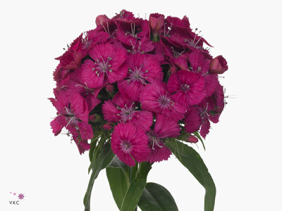 Dianthus barbatus Lord Breanthus