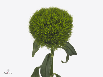 Dianthus barbatus Kiwi Mellow