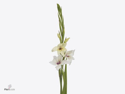 Gladiolus 'Lucky Star'