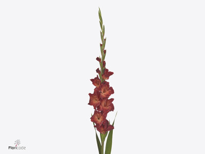 Gladiolus (Large-flowered Grp) 'Mohican'