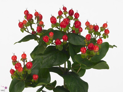 Hypericum Coco Diablo