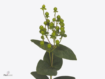 Hypericum x inodorum Globo Applegreen