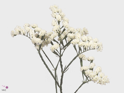 Limonium sinuatum 'White Birds'