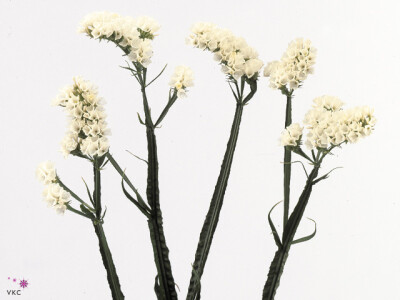 Limonium sinuatum 'Crystal Blanco'