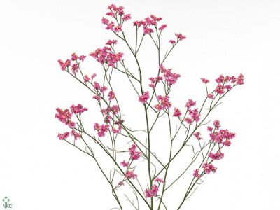Limonium sinense Hot Pink Diamond