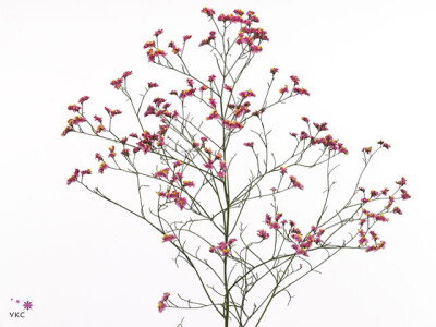 Limonium sinense China Red