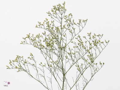 Limonium sinense China Yellow