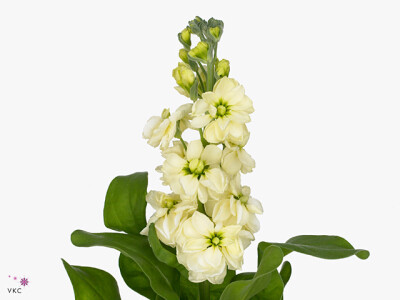 Matthiola incana Anytime Yellow