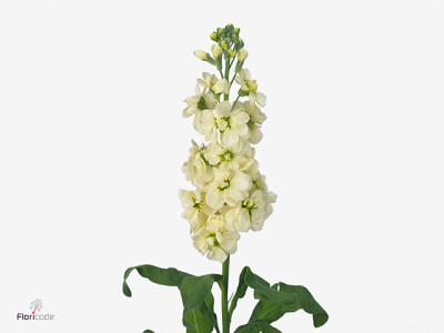 Matthiola incana 'Mathilda Yellow'
