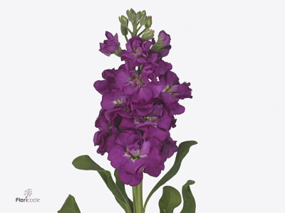 Matthiola incana 'Iron Rose'