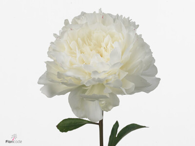 Paeonia (Lactiflora Grp) 'Evening Star'