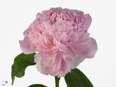Paeonia (Lactiflora Grp) 'Sweet 16'