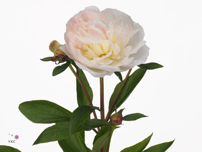 Paeonia (Lactiflora Grp) 'Florence Nicholls'