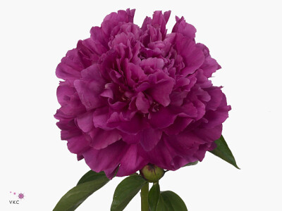 Paeonia (Lactiflora Grp) 'Paul M. Wild'