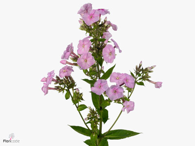 Phlox (Paniculata Grp) Miss Anna's Eyes