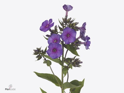 Phlox (Paniculata Grp) 'DÃ¼sterlohe'