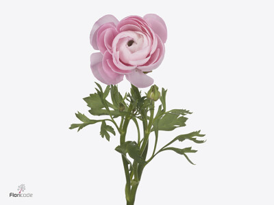 Ranunculus asiaticus 'Juliette'