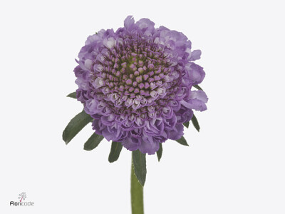 Scabiosa atropurpurea Soft Scoop