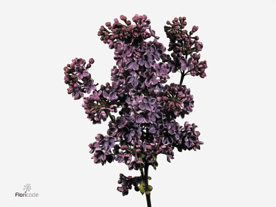 Syringa vulgaris 'Andenken an Ludwig SpÃ¤th'