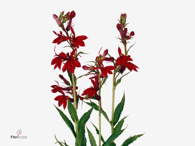 Lobelia 'Compaliment'