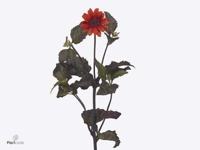 Heliopsis 'Red Shades'