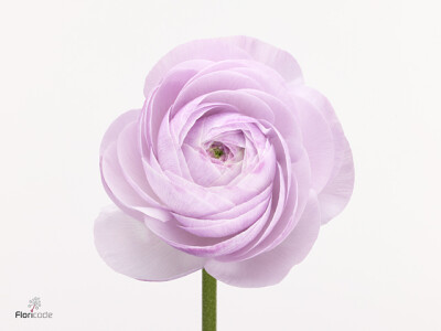 Ranunculus asiaticus Romance Gascogne