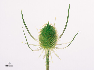 Dipsacus fullonum