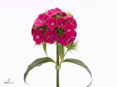 Dianthus barbatus Sweet Dusty Flamingo