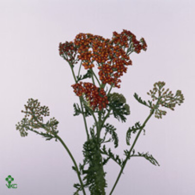 Achillea 'Walther Funcke'