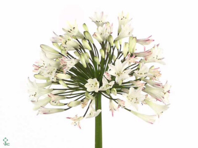 Agapanthus (Trumpet Grp) 'Umbellatus Albus'