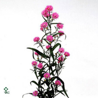 Aster (Novi-belgii Grp) Astee Karmijn