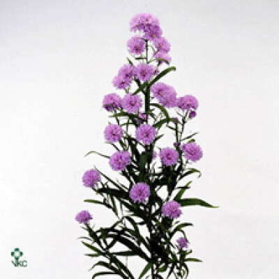 Aster Astee Milka