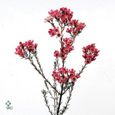 Chamelaucium 'Painted Lady'