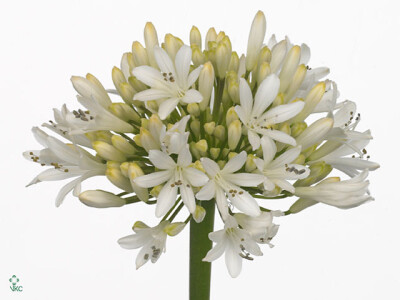 Agapanthus (Funnel Grp) 'StÃ©phanie Charm'