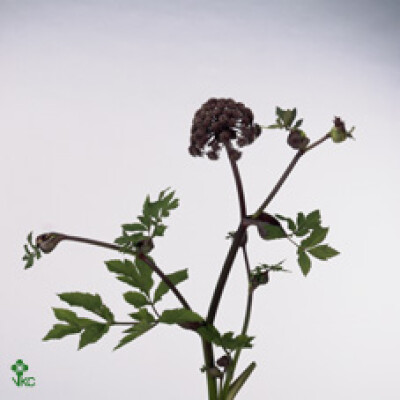 Angelica gigas